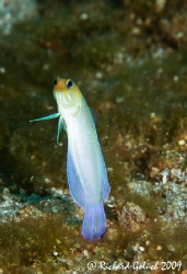 Yellowhead Jawfish-Roatan-Honduras 2009 by Richard Goluch 